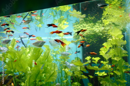 Aquarium with small fish