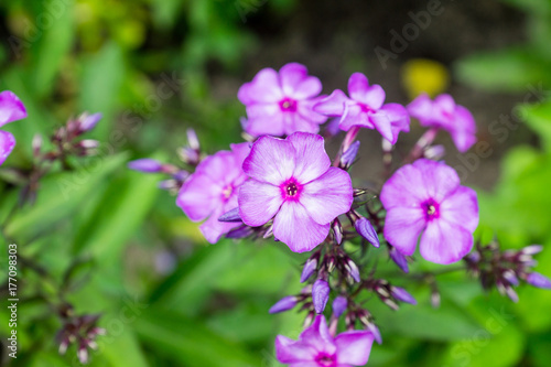Blooming phlox "Magic blue" in the garden. Shallow depth of fied.