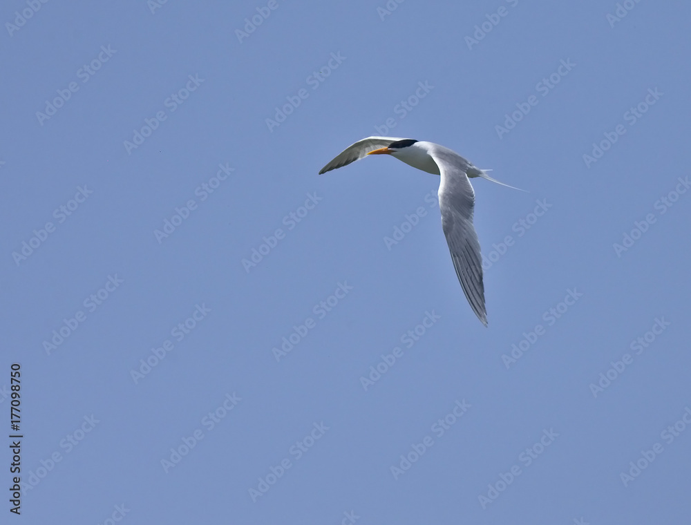 Royal Tern, adult, in flight against a blue sky, Oualidia, Morocco. Royal Tern, adult, in flight against a blue sky, Oualidia, Morocco.