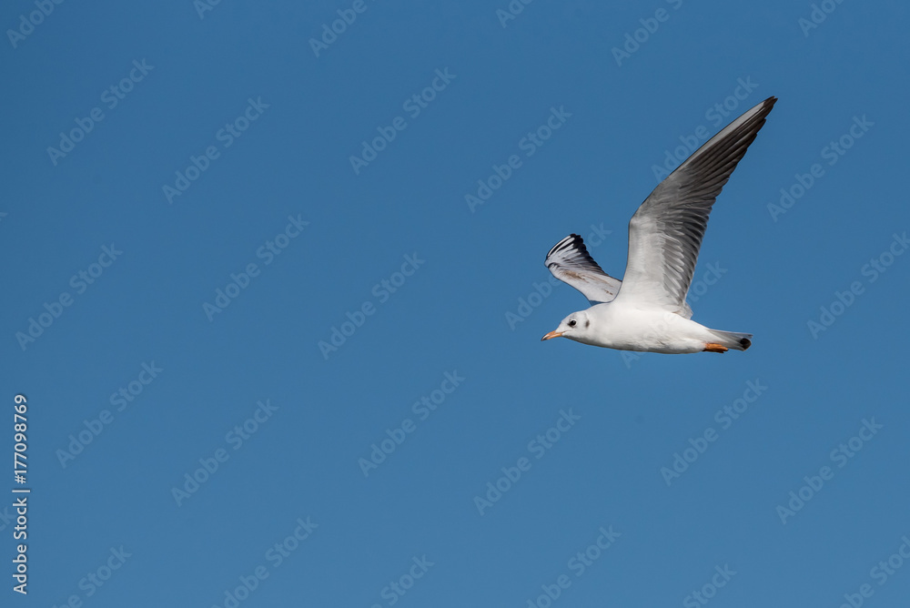 Black-headed gull (Chroicocephalus ridibundus) in flight. Black-headed gull (Chroicocephalus ridibundus) in flight.