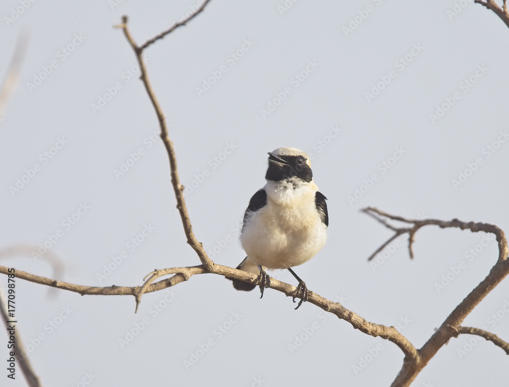 Black-eared Wheatear (Oenanthe hispanica), adult male singing from a perch, Oualidia, Morocco. Black-eared Wheatear (Oenanthe hispanica), adult male singing from a perch, Oualidia, Morocco.
