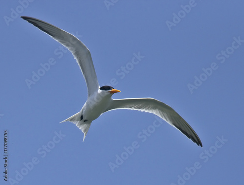 Royal Tern  adult  in flight against a blue sky  Oualidia  Morocco.