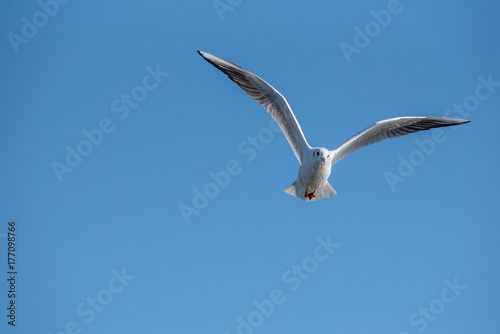 Black-headed gull  Chroicocephalus ridibundus   in flight