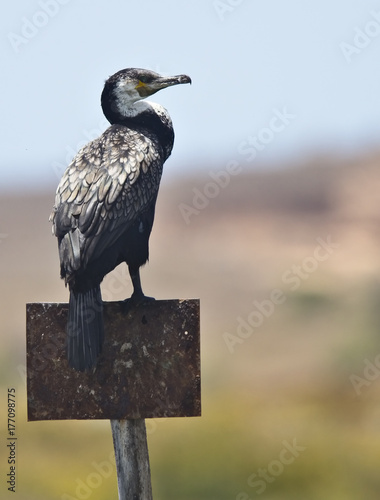 Great Cormorant (Phalacrocorax carbo maroccanus), perched on a post, the river estuary at Oualidia, Morocco. photo