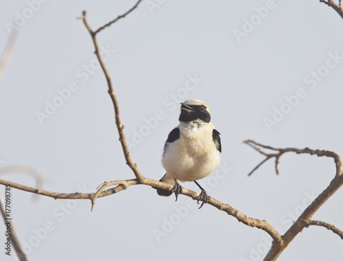 Black-eared Wheatear (Oenanthe hispanica), adult male singing from a perch, Oualidia, Morocco.