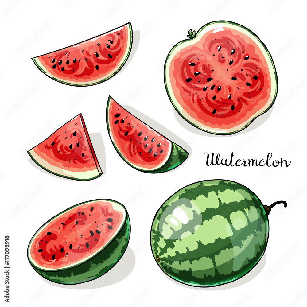 Illustration of whole watermelons and slices Illustration of whole watermelons and slices