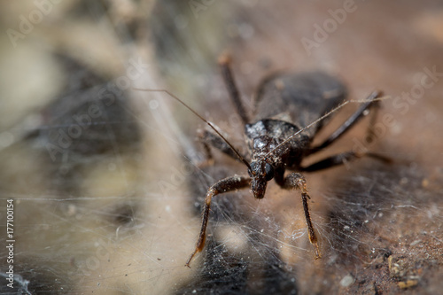Bug near spider web