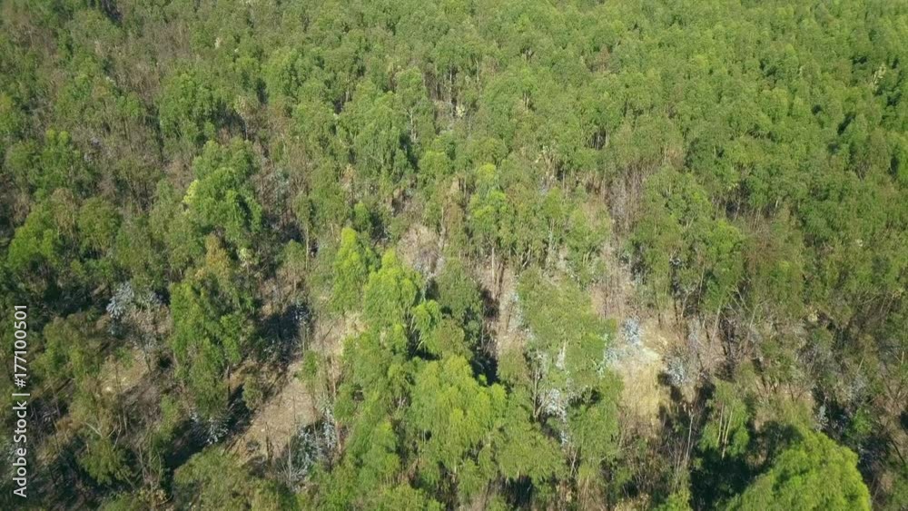 Flying over the tops of wild forest with a sparse canopy of green Flying over the tops of wild forest with a sparse canopy of green