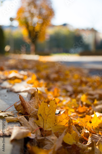 Bunte Ahornblätter im Herbst, liegend auf Gehweg, Hochformat 