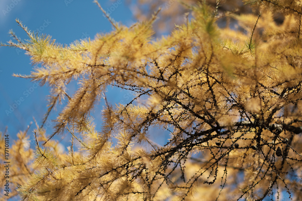 Yellow larch branch at autumn. Close up of larch tree branch with yellow needles Yellow larch branch at autumn. Close up of larch tree branch with yellow needles