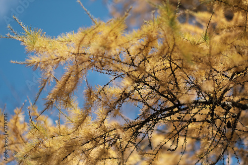 Yellow larch branch at autumn. Close up of larch tree branch with yellow needles