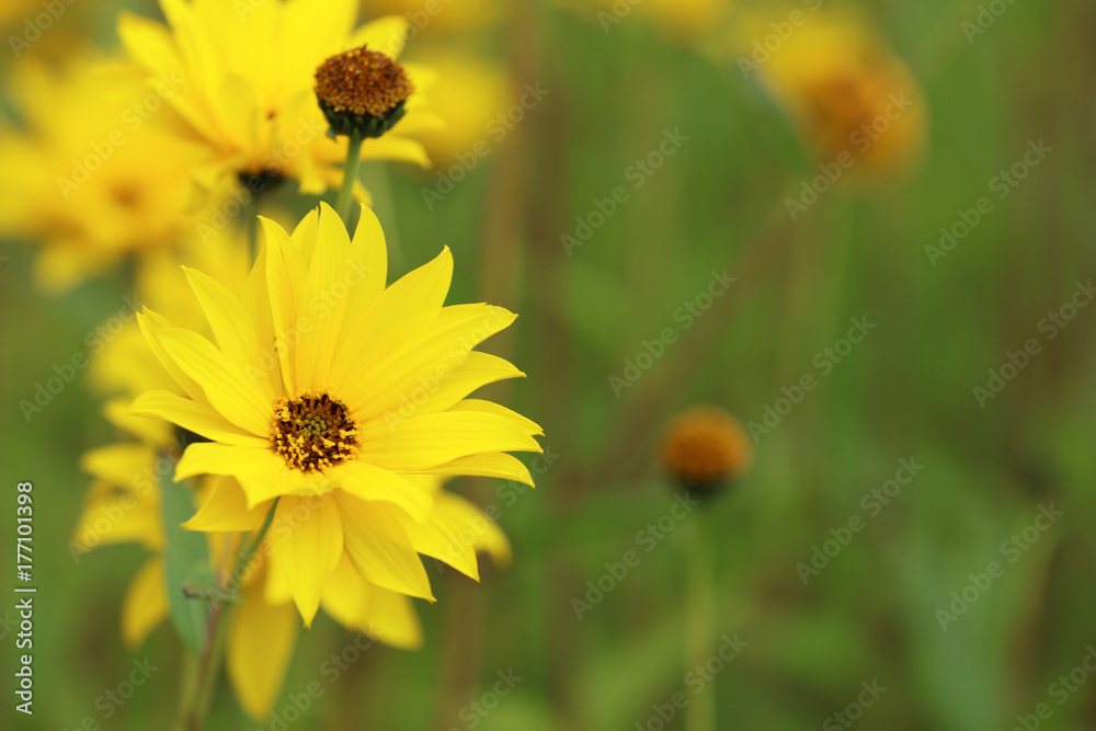 Topinambur, Helianthus, gelbe Blüten Topinambur, Helianthus, gelbe Blüten