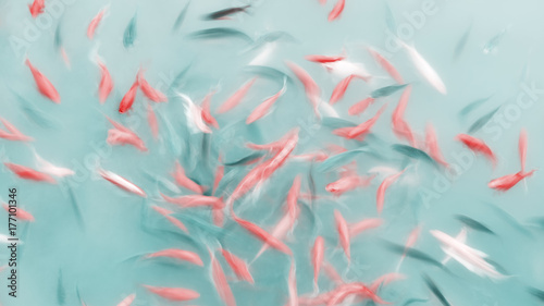 Abstrakcjonistyczny artystyczny tło robić ruch plamy ryba dopłynięcie w stawie, koloru tonowanie stosować.