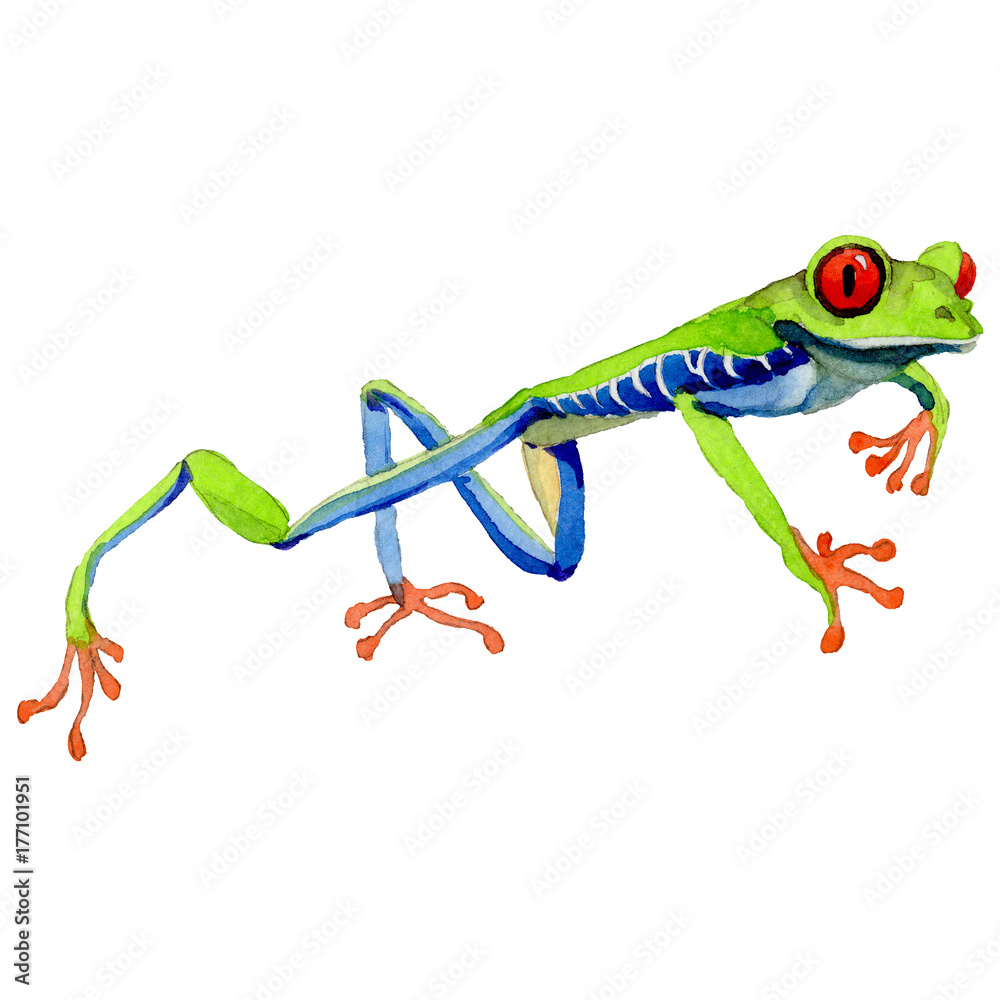 Fototapeta premium Exotic frog red-eyed in a watercolor style isolated. Full name of the amphibian: frog red-eyed. Aquarelle exotic amphibian for background, texture, wrapper pattern or tattoo.