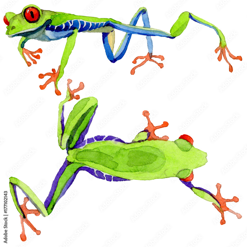 Fototapeta premium Exotic frog red-eyed in a watercolor style isolated. Full name of the amphibian: frog red-eyed. Aquarelle exotic amphibian for background, texture, wrapper pattern or tattoo.