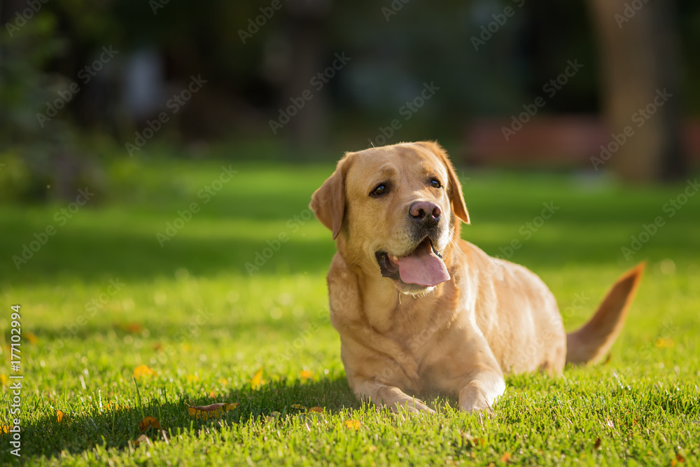 Lovely Labrador Retriever dog on the lawn close up portrait