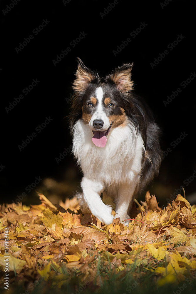 Fototapeta premium Border Collie im Herbst