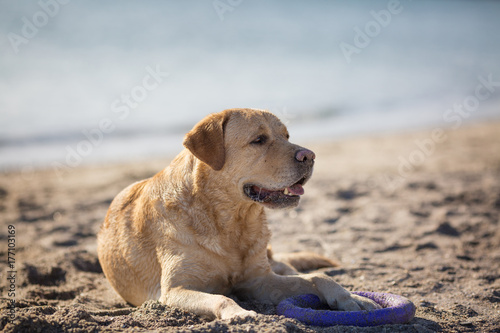 Happy Labrador Retriever dog on the sand close up portrait