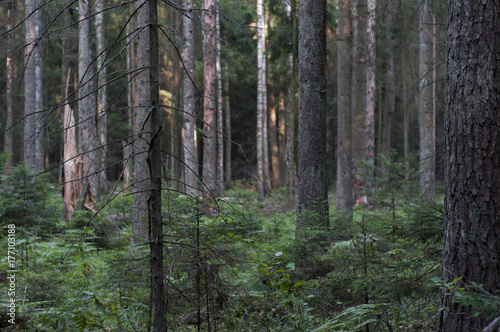 forest in summer 