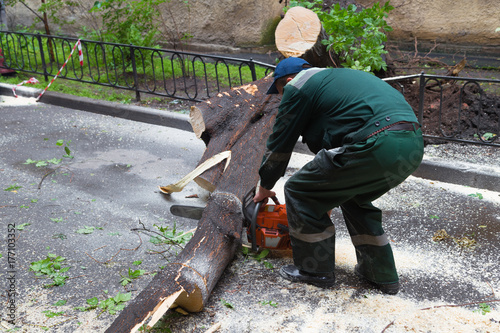 Worker is sawing a fallen tree.