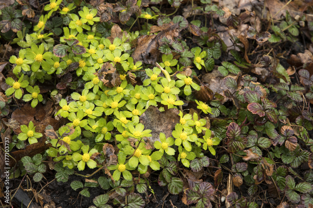 Hacquetia epipactis Hacquetia epipactis