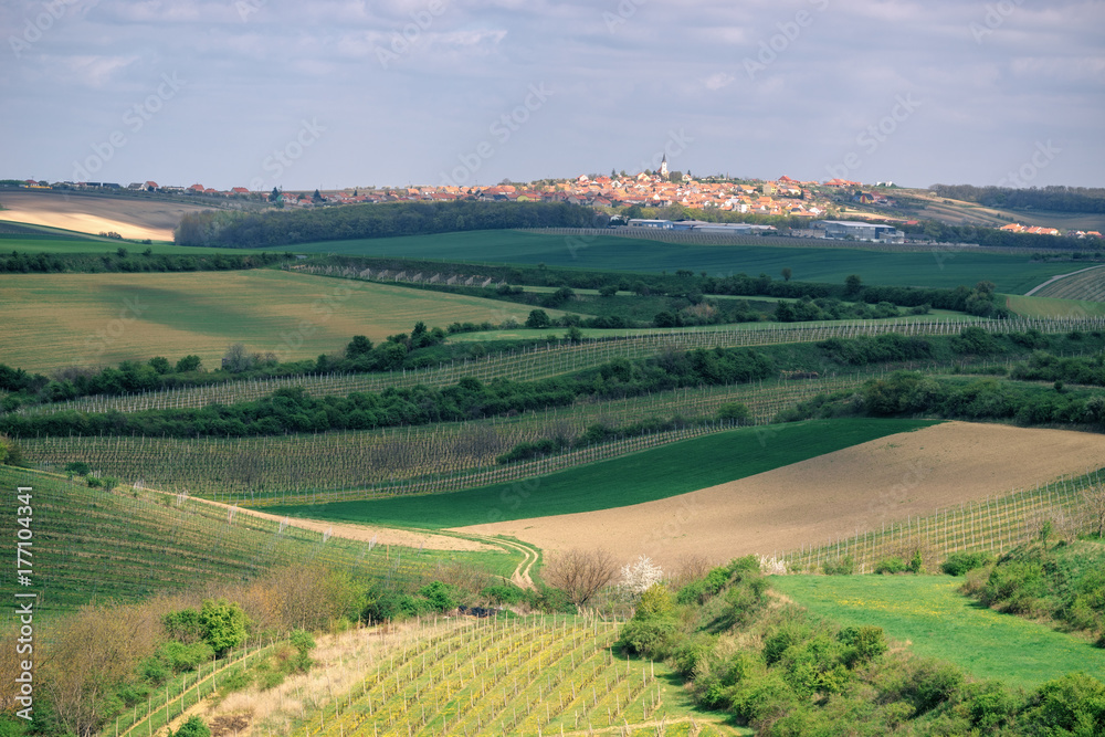 Vineyards and agricultural fields near a small town Vrbice in South Moravia