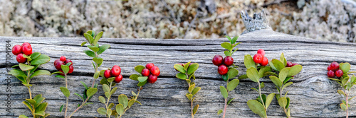 Obraz na plátně Berries on the branches of cranberries