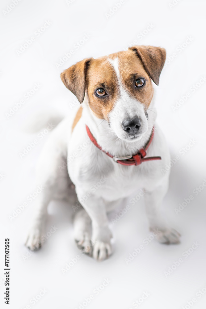 A close up portrait of a charming adorable small dog Jack Russell Terrier sitting and looking into camera with curiosity on white background