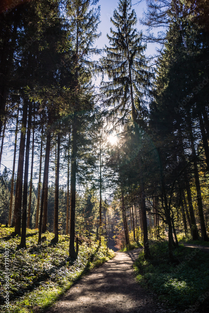 Obraz premium Wald im Herbst