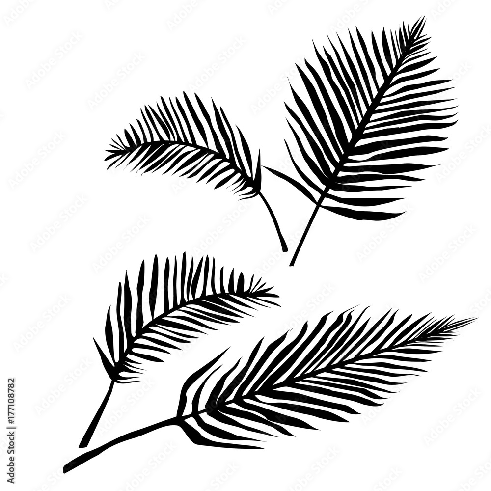 Fototapeta premium palm, tropical, leaf, illustration
