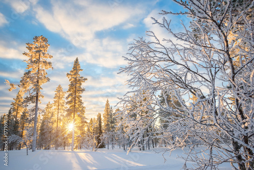 Śnieżny krajobraz przy zmierzchem, zamarznięci drzewa w zimie w Saariselka, Lapland, Finlandia