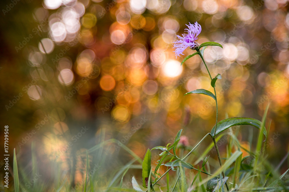 Bunte Wiesen Flockenblume im Herbst, Herbstfarben Bunte Wiesen Flockenblume im Herbst, Herbstfarben