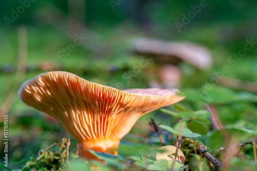 Mushrooms in forest. A slightly orange mushroom in the woods of the Black Forest at sunset.