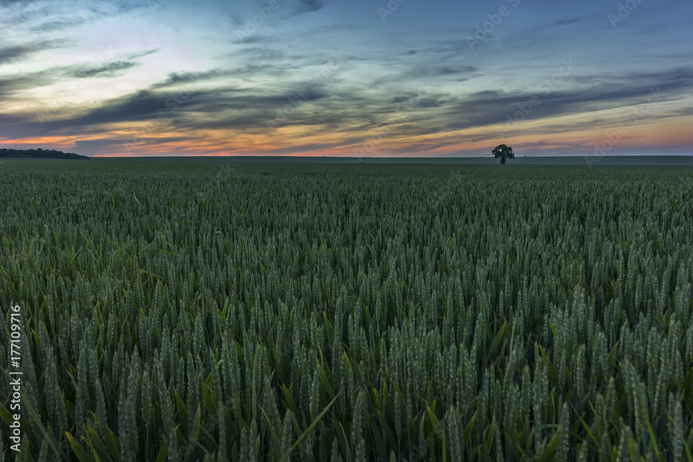 Alone tree on green wheat meadow at sunset