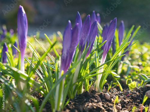 purple crocus buds at spring sun light