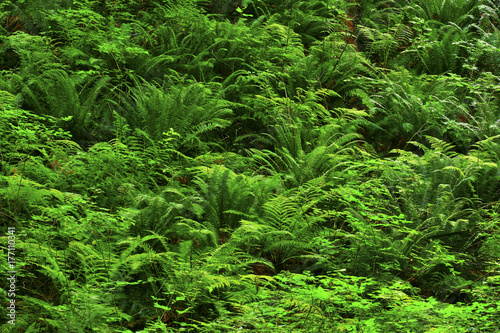 a picture of an Pacific Northwest forest with Sword ferns
