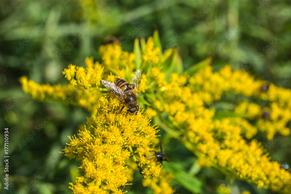 Schwebfliege auf gelber Blüte