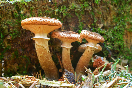 armillaria ostoyae mushroom