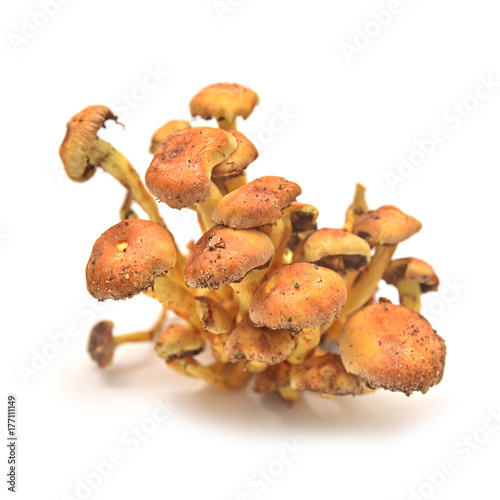 hypholoma fasciculare mushroom photo