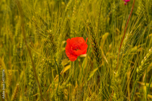 Blooming poppy on a wheat field.