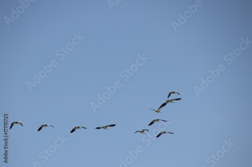 Goose flying om blue air