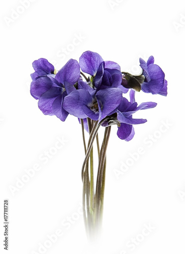 flores violetas aisladas