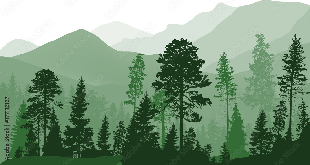 Fototapeta premium pine trees in green mountain landscape