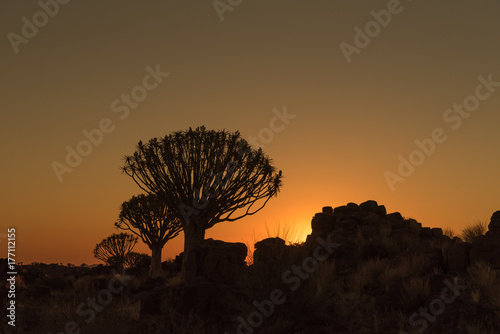 Silhouettes at sunset of quiver trees and rocks at Garas photo