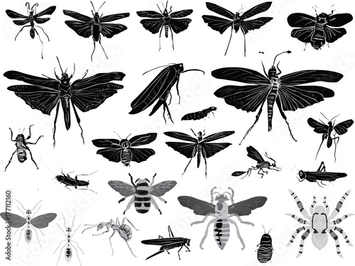 black and gray insects on white