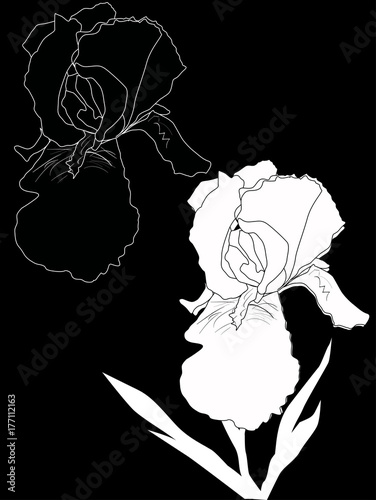 Fototapeta Naklejka Na Ścianę i Meble -  iris two silhouettes isolated on black