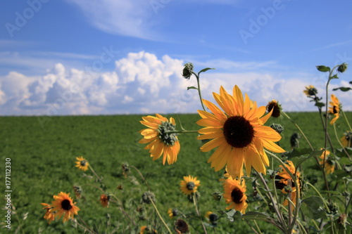 Sunflowers Growing in a Ditch Along a Field of Potatoes