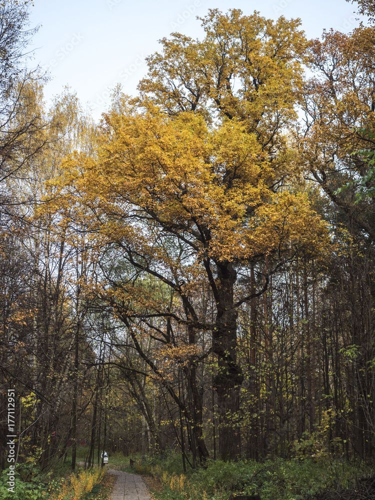 Huge old oak tree in autumn park