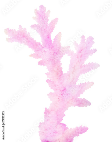 pink isolated small coral branch