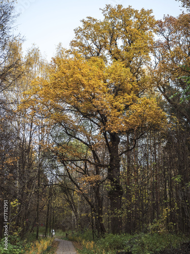 Huge old oak tree in autumn park